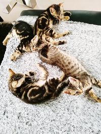 High angle view of kitten relaxing at home