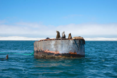 Seals on blue sea against sky