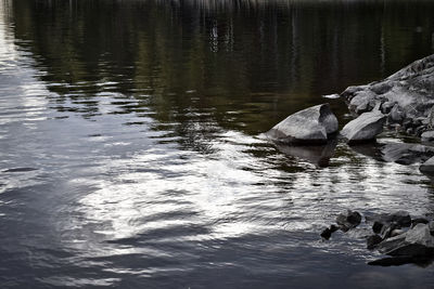 View of ducks in lake