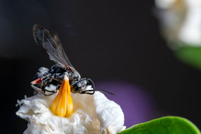 Close-up of black wasp  on blossom white flower