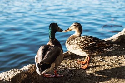 Close-up of mallard ducks at lakeshore