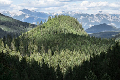 Scenic view of pine trees and mountains against sky