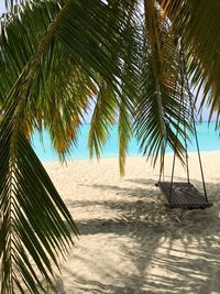 Palm trees on beach against sky