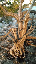 Close-up of tree trunk