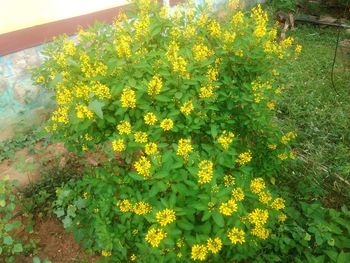 Close-up of yellow flowers growing on plant