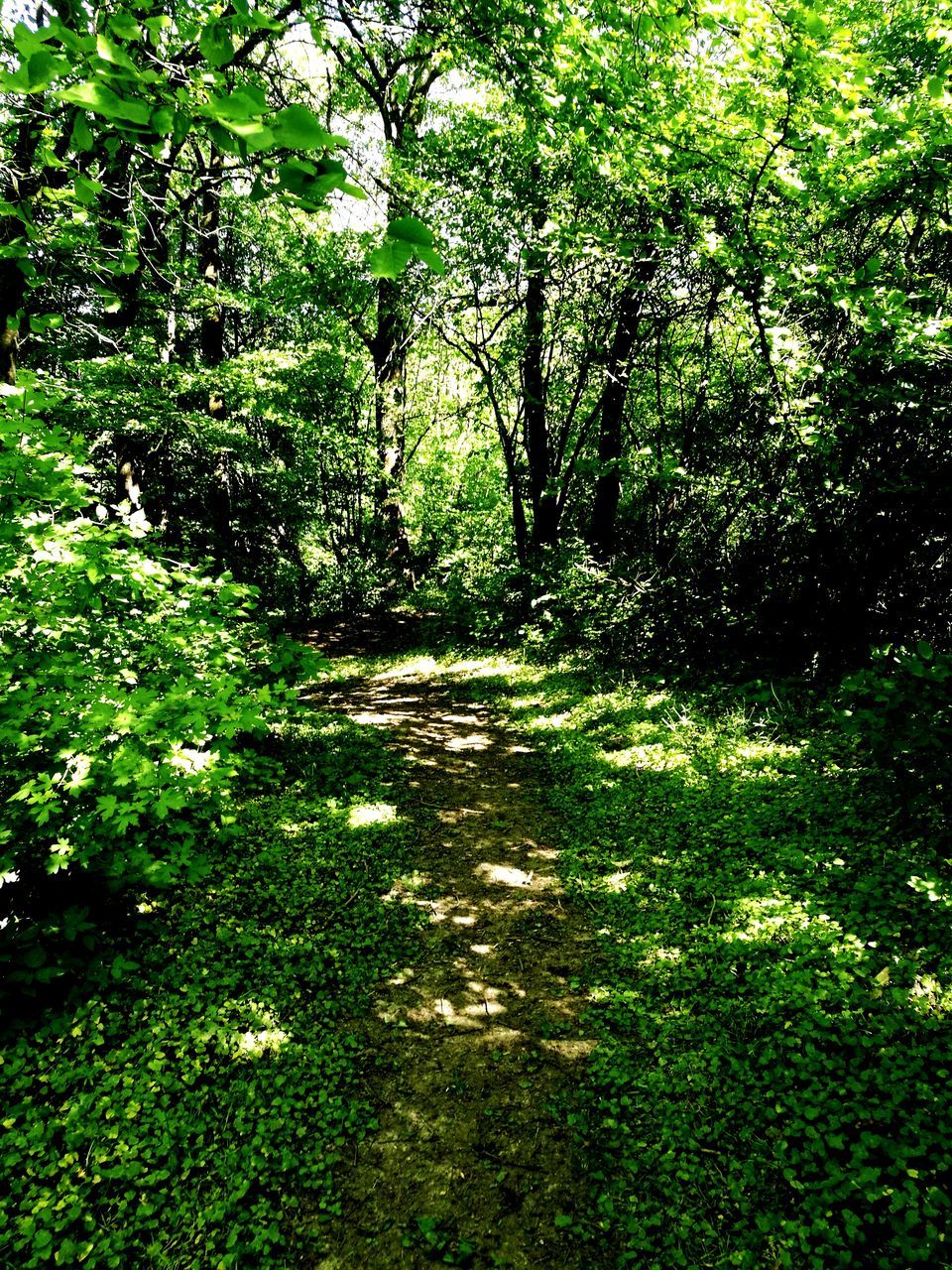 PLANTS GROWING ON FOOTPATH