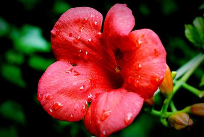 Close-up of water drops on red hibiscus blooming outdoors