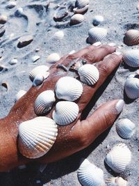 High angle view of cropped hand with seashells on beach