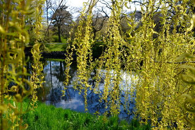 Plants against trees