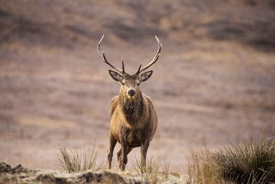 Portrait of deer standing on field