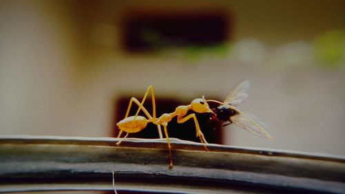 Extreme close-up of ant with prey on wood