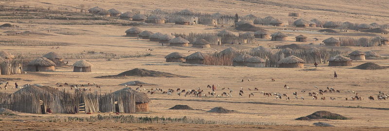 Distant view of goats and sheep on field at masai village