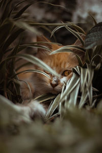 Close-up of cat with kitten