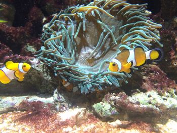 Fish swimming in sea