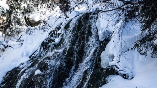 Snow covered trees in forest