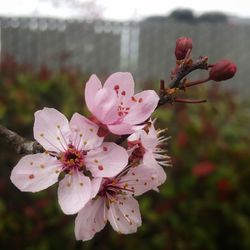 Close-up of pink cherry blossoms in spring