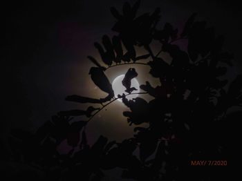 Close-up of silhouette flowering plant against sky