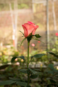 Close-up of red rose blooming outdoors