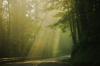 Road amidst trees in forest