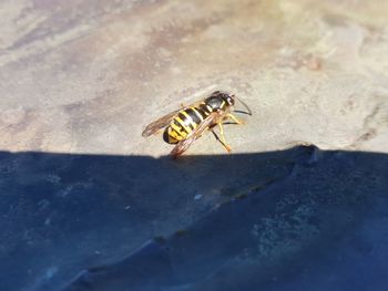 High angle view of bee