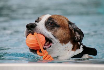 Close-up of dog