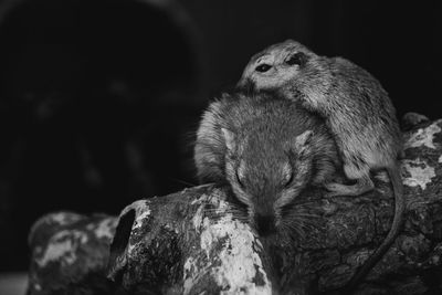 Close-up of rodents