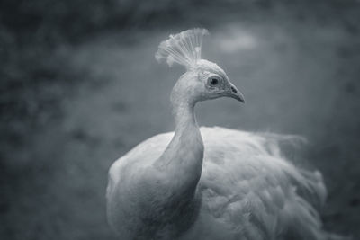 Close-up of peacock