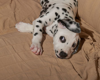 High angle view of a dog resting on floor at home