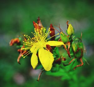 Close-up of yellow flowers