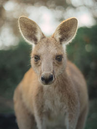 Close-up portrait of deer