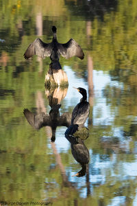 Ducks in a lake