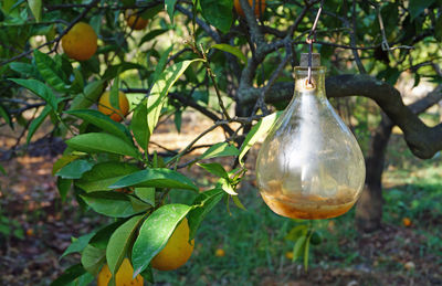 Close-up of fruit hanging on tree