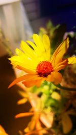 Close-up of yellow flower