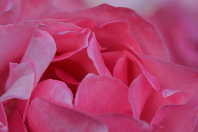 Close-up of pink rose