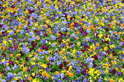 Full frame shot of purple flowering plants on field