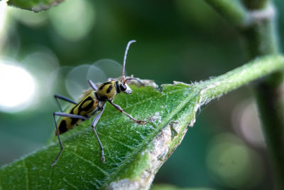 Close-up of insect on leaf