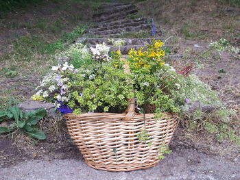 High angle view of potted plants in basket