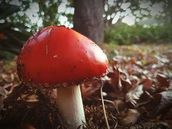 Close-up of mushroom growing in forest