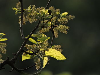 Close-up of plant leaves