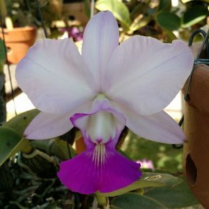 Close-up of purple flower blooming in park