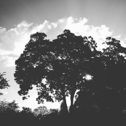 Low angle view of silhouette trees against sky