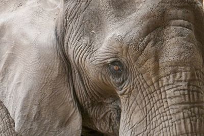 Close-up of elephant in zoo