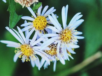 Close-up of white daisy flowers