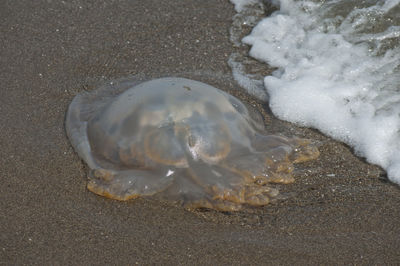 High angle view of crab on beach