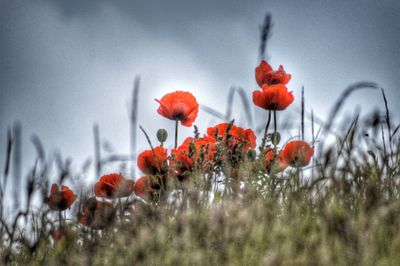 Close-up of red poppy blooming in field