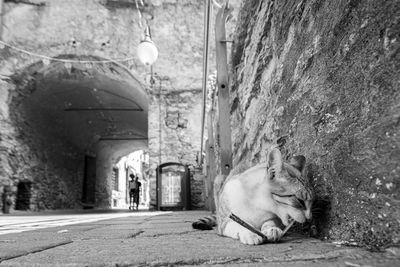 Cat sleeping on wall in alley