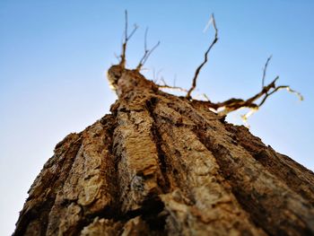 Low angle view of dead tree trunk against sky