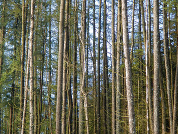 Low angle view of bamboo trees in forest