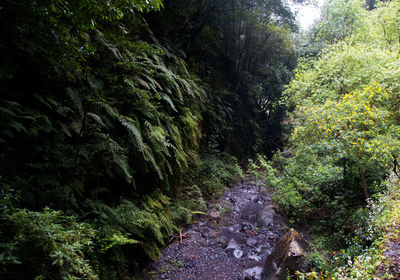 View of lush foliage in forest
