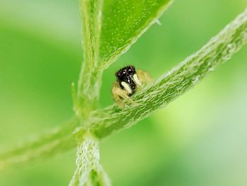 Close-up of insect on leaf